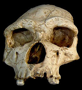 PatrimoinePO's tweet photo. Henry de Lumley, né à Marseille en 1934, est un paléontologue français qui a dirigé les fouilles à la Caune de l'Arago, où il a découvert l'Homme de Tautavel (-600 000 ans) #wikiPO https://t.co/mX7ZAn1knz https://t.co/mYqpR8oMoe