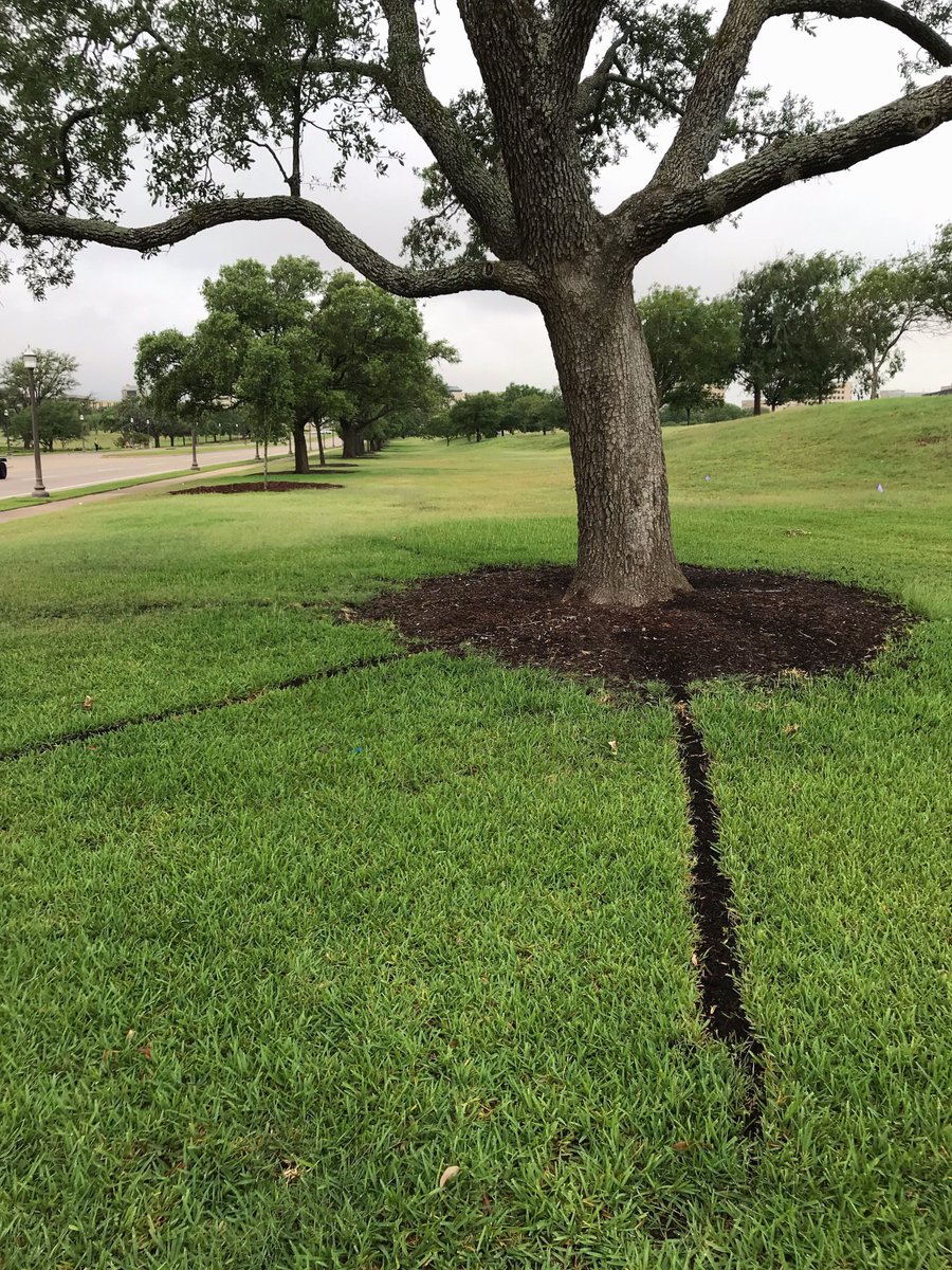 SSC at TAMU (@ssc_tamu) on Twitter photo Our Arboriculture team has nearly completed the tree restoration & replanting project on campus for trees that are in sharp decline. Restoration methods will be implemented this summer! Read more here bit.ly/Tree32019 <a href="/TAMU/">Texas A&M University</a> #TreeCampusUSA #MondayMotivation Our Arboriculture team has nearly completed the tree restoration & replanting project on campus for trees that are in sharp decline. Restoration methods will be implemented this summer! Read more here bit.ly/Tree32019 <a href="/TAMU/">Texas A&M University</a> #TreeCampusUSA #MondayMotivation