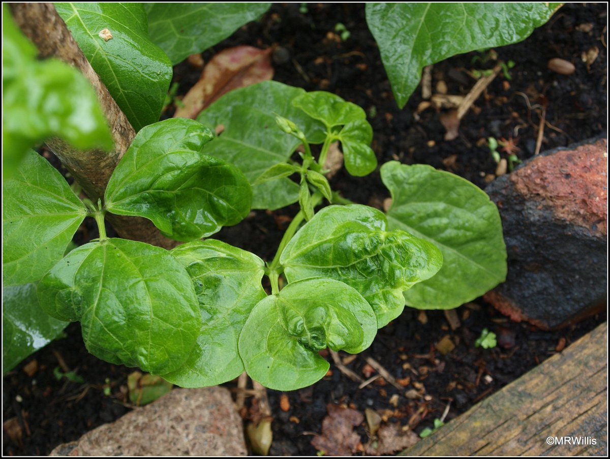 Marksvegplot's tweet photo. I see so many gardeners on Twitter and Facebook complaining about damage to their plants caused by #aminopyralid and #clopyralid weedkillers in compost and manure. We really need the Govt to legislate against these nasty chemicals that are poisoning our treasured gardens! https://t.co/AEnfXe9K3t