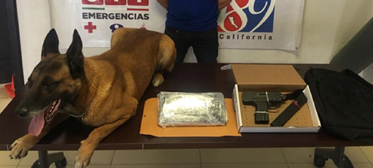 gesibc's tweet photo. Agente K9 de la Policía Estatal Preventiva ''Ricko'' detecta a un sujeto en posesión de arma de fuego y con más de kilo y medio de heroína.
#PEPBC #CombateAlCrimen @GobiernoBC @KIKOVEGA_ https://t.co/xQyV8LOTBV