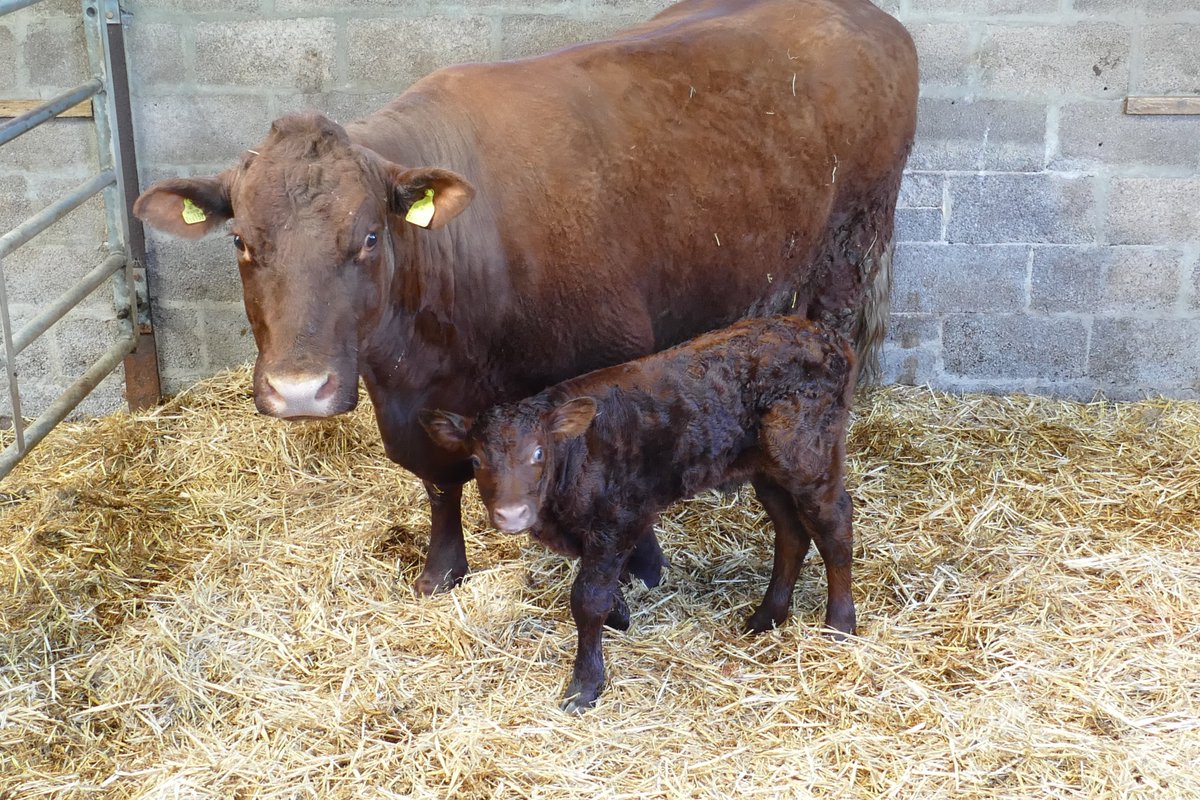 SouthYeoFarm's tweet photo. Well that's a record for us. 15 days overdue, Quartz decides her calf is ready to meet the world on his own. #RedRubyDevon https://t.co/xujwbAzCfO