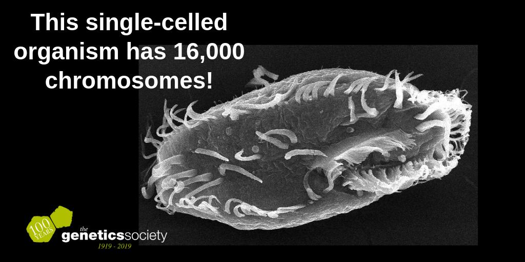 GenSocUK's tweet photo. The record for the most chromosomes belongs to Oxytricha trifallax – a single-celled organism with 16,000 tiny chromosomes. #Junome 
https://t.co/I8EoO5ejy5  Pic: Public domain https://t.co/QlUNrceWhU