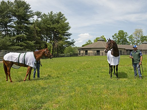BH_AEberhardt's tweet photo. #OmahaBeach has recovered from throat surgery and is on his way to @santaanitapark and #TeamMandella Great care from @WinStarFarm and now onwards and all the best! And don't forget grazing with #MonomoyGirl during visit. Stay tuned for more news on his return from @BloodHorse https://t.co/uHhApcdZDH