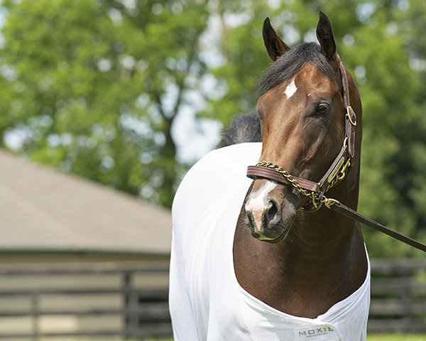 BH_AEberhardt's tweet photo. #OmahaBeach has recovered from throat surgery and is on his way to @santaanitapark and #TeamMandella Great care from @WinStarFarm and now onwards and all the best! And don't forget grazing with #MonomoyGirl during visit. Stay tuned for more news on his return from @BloodHorse https://t.co/uHhApcdZDH