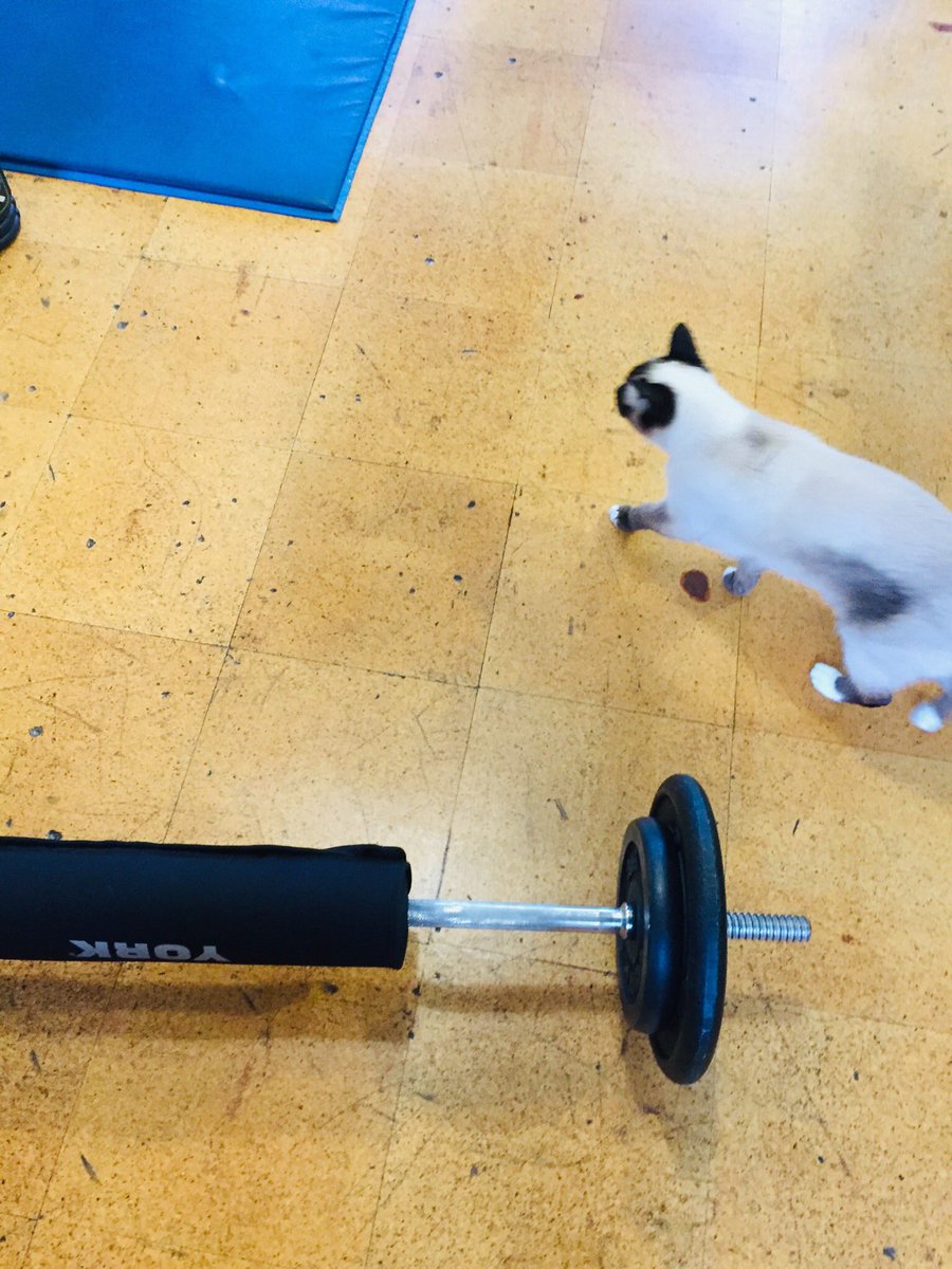 myleftfang's tweet photo. OK, PICK THIS BIG THING UP A FEW TIMES MY MUM, THEN HOLD THOSE & GET ON & OFF OF THAT BOX. RIGHT, I’M OFF. BUSY BUSY BUSY. #PersonalTrainerCat #UniformPlease https://t.co/gesL7X87B2