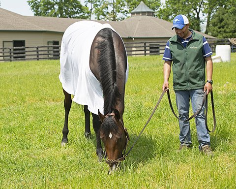 BH_AEberhardt's tweet photo. #OmahaBeach has recovered from throat surgery and is on his way to @santaanitapark and #TeamMandella Great care from @WinStarFarm and now onwards and all the best! And don't forget grazing with #MonomoyGirl during visit. Stay tuned for more news on his return from @BloodHorse https://t.co/uHhApcdZDH