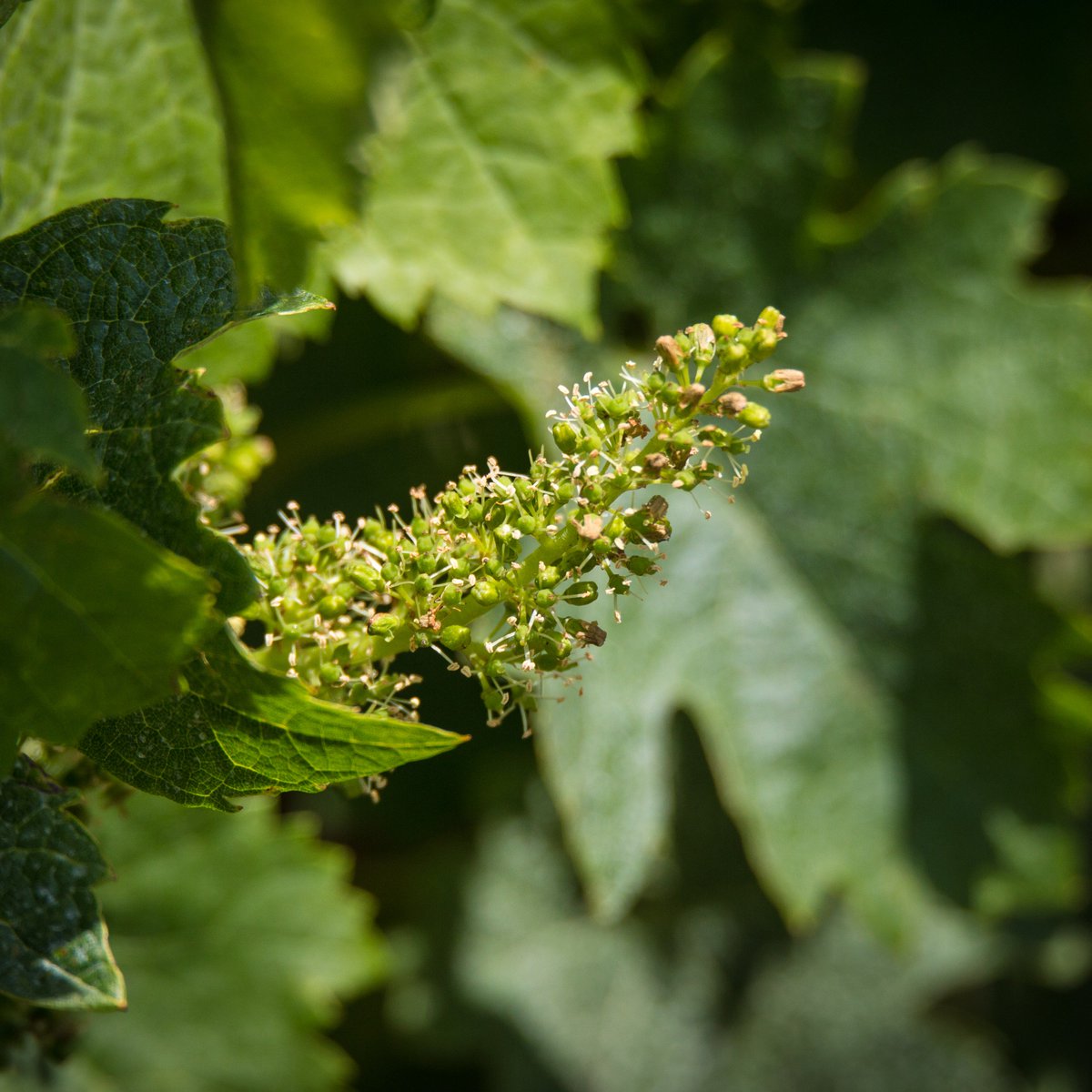 Start the countdown. 
It is said that harvest takes place 100 days after flowering.
#Wine #Vine #CotesduRhone #SouthofFrance