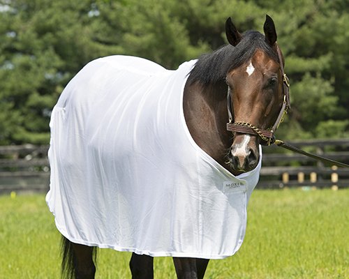 BH_AEberhardt's tweet photo. #OmahaBeach has recovered from throat surgery and is on his way to @santaanitapark and #TeamMandella Great care from @WinStarFarm and now onwards and all the best! And don't forget grazing with #MonomoyGirl during visit. Stay tuned for more news on his return from @BloodHorse https://t.co/uHhApcdZDH