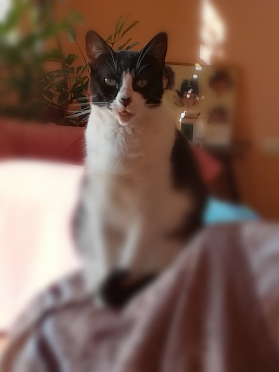 SnoopyRossental's tweet photo. Solo puedo enfocarme en unos ojos q me miran fijamente... La Reina Madre de mi clan felino. 😻
#Nerri https://t.co/RYkUkmLwrI