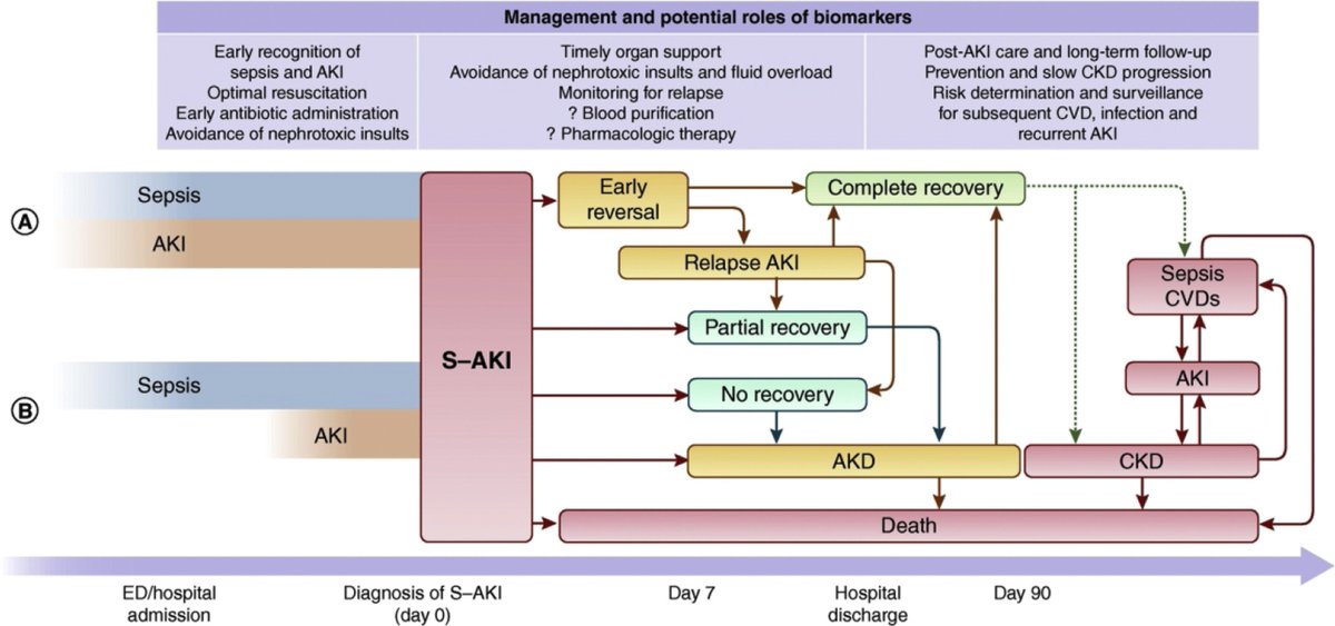 CCCNPitt's tweet photo. Acute Kidney Injury from Sepsis: Current Concepts, Epidemiology, Pathophysiology, Prevention and Treatment #AKI https://t.co/DnTd8flKxI https://t.co/hoit0Apfuk