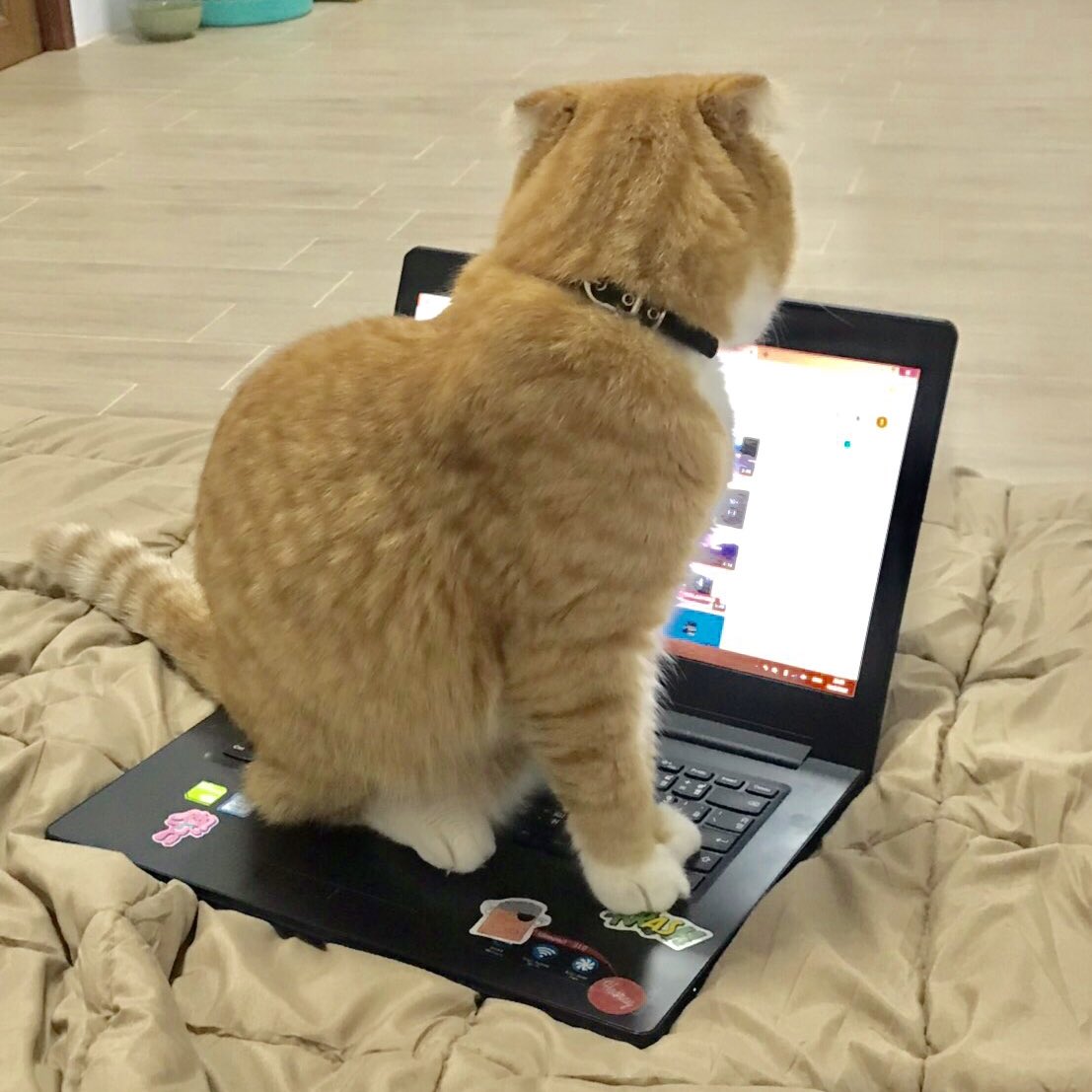 พี่รีน tweet media