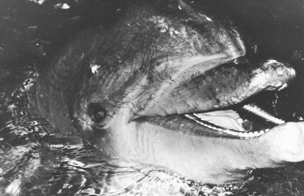 Dolphin_Project's tweet photo. BREAKING: Canada Passes Historic Anti-Captivity Law https://t.co/bEANgZjAfV #DolphinProject #ThanksButNoTanks https://t.co/W5vjJmDoce