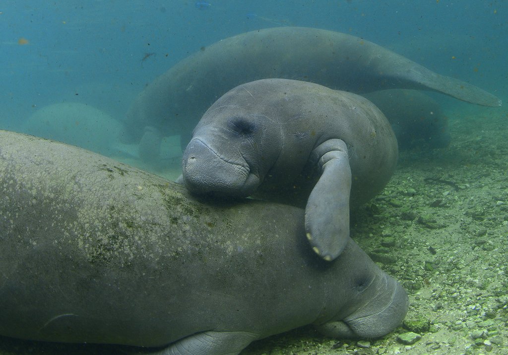 When it's #ManateeMonday and you're giving away free hugs :3