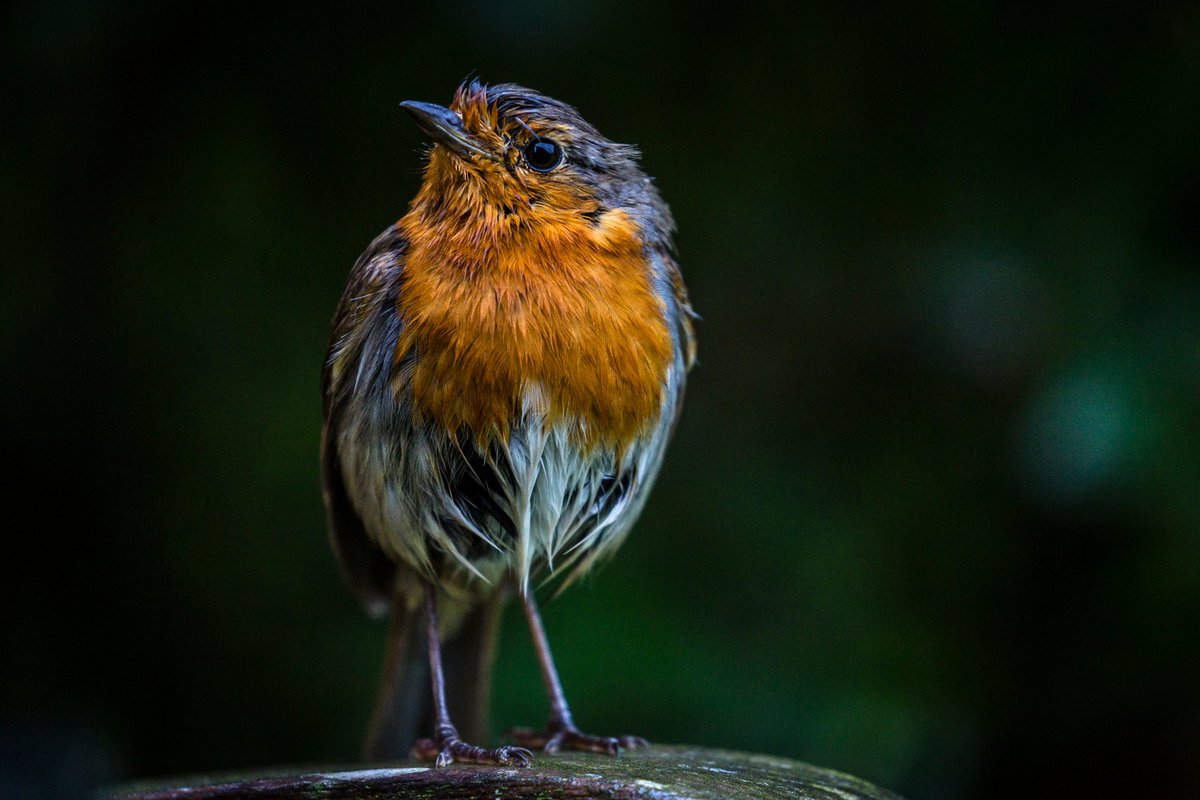 💦 It's been one of those afternoons...
#robin #birdwatching  <a href="/Natures_Voice/">RSPB</a> @wildlife_uk <a href="/NatureUK/">NatureUK</a> <a href="/Britnatureguide/">The British Nature Guide</a> <a href="/BTO_GBW/">BTO Garden BirdWatch</a>