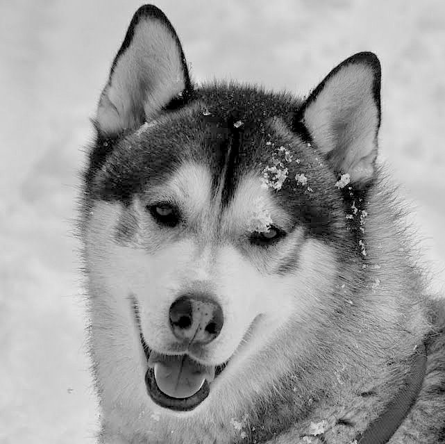 Kiersten Rowland 🐺🌻⛄🏔️ tweet media