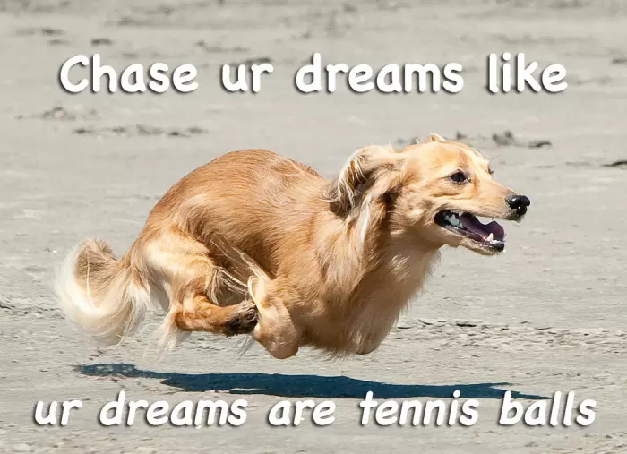#MondayMotivation 🐶🎾

#CountryChaseVeterinary #Veterinarians #Vets #PetCare #PetDental #Healthy #HealthyPets #PetServices #Tampa #Florida