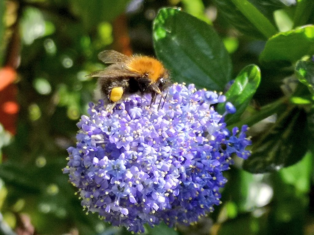 gardenchicuk's tweet photo. #June is the time of the year when our marketing guy's Ceanothus erupts into beautiful blue blooms - and the bees love it too! 🐝 

#gardening #garden #gardens #bees #beefriendly https://t.co/CdnEHafyVe