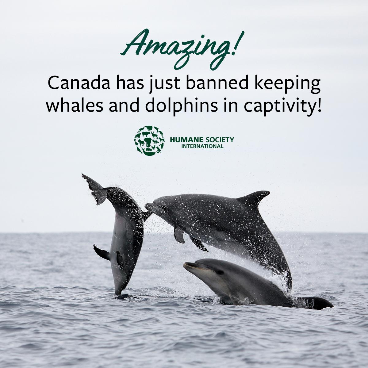 humaneworldcan's tweet photo. INCREDIBLE! Keeping whales and dolphins in captivity is going to be banned in Canada! Legislation that bans keeping whales, dolphins, and porpoises in captivity for entertainment has just passed through Canadian Parliament. This is truly an  historic victory! 🐳🐬 #cdnpoli #S203 https://t.co/fZUD6gkRyg
