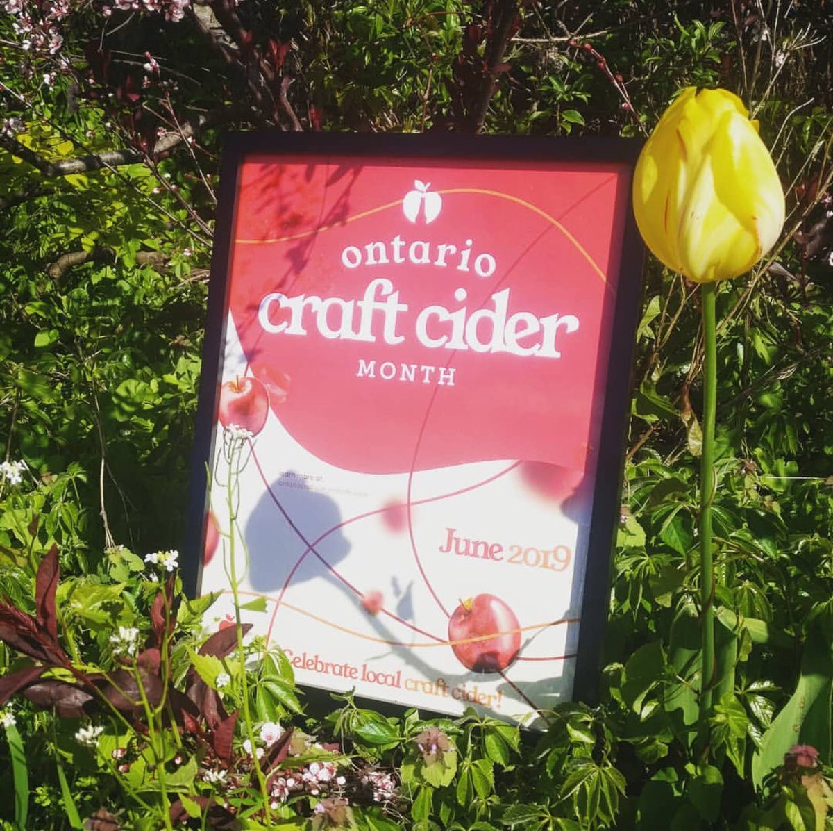 Ontario Craft Cider Month continues! June is one long celebration of Ontario craft ciders. Events, tastings, special releases. How are you joining in on the fun? 🍏🍎🍻 #OntCider