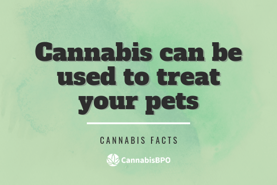 Did you know cannabis can be used to treat your pets? Animals owners have been using cannabis treatments to help their suffering animals since 2013. The powers of cannabis can help man's best friend too! #CannabisForPets #animals