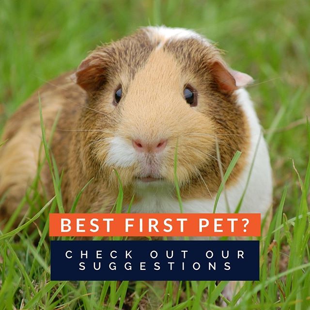 TinyTailstoYou's tweet image. Are you or your children looking for some good first pet options? We have a few recommendations!  Check out our video on IGTV or Youtube to learn about three animals we think make great first pets! ⠀
.⠀
.⠀
.⠀
#TinyTailsToYou #FirstPets #PetHelp #PetA… bit.ly/2I7g7Jo