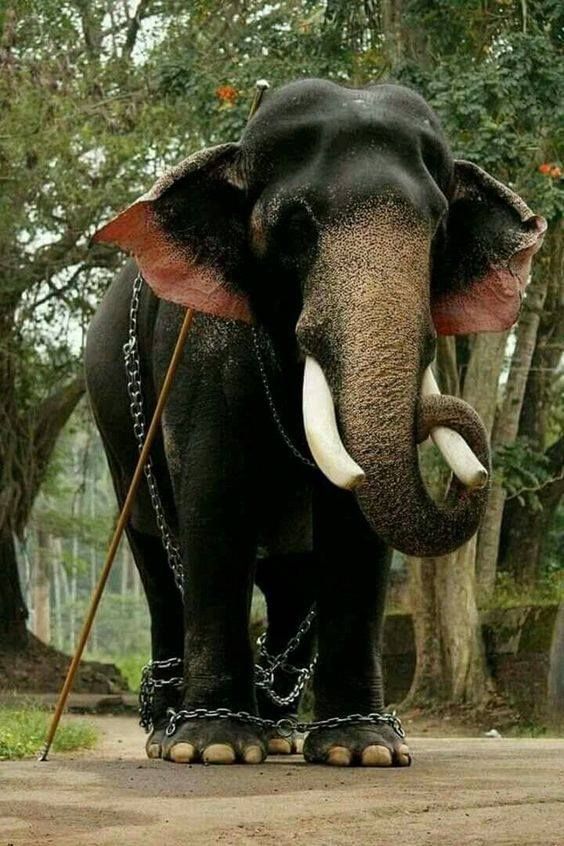 stae_elephants's tweet image. All 4 legs heavily chained, a stick resting behind his ear that should it drop, guarantees a ruthless beating. Physically &amp;amp; psychologically tortured to ensure compliance with orders - this is the life of captive Asian elephants in tourism @PeterEgan6 #RideABikeNotAnElephant