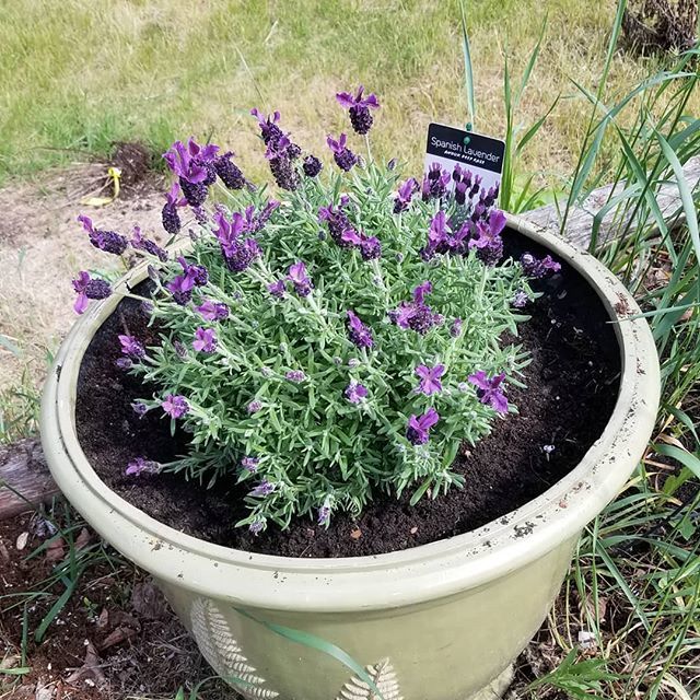 LebeauRox's tweet photo. A lavender plant for the bees 💕

#manitobagarden #newplant #growmypretties https://t.co/t6LOjLL5zk