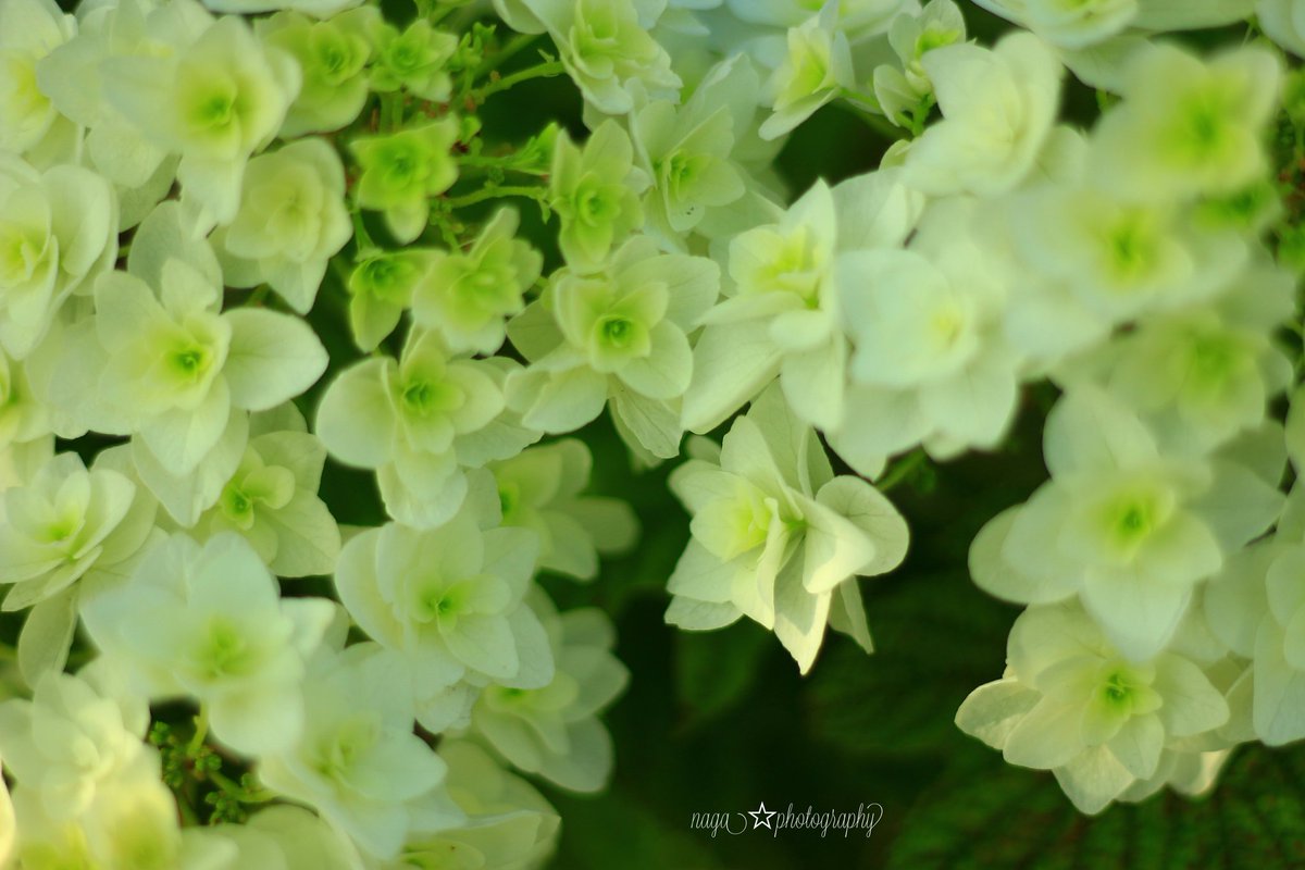 Naga Oakleaf Hydrangea 柏葉紫陽花 カシワバアジサイ 花言葉 汚れなき心 写真で伝えたい私の世界 紫陽花 はなまっぷ Photography Naga Oakleaf Hydrangea 柏葉紫陽花 カシワバアジサイ 花言葉 汚れなき心 写真で伝えたい私の世界 紫陽花 はなまっぷ Photography