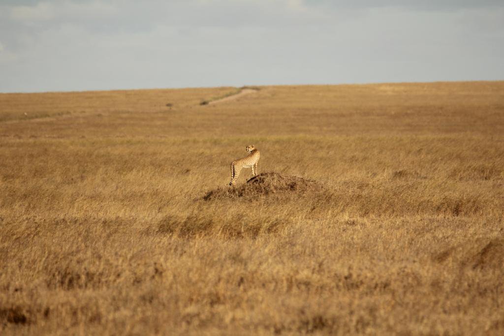 SerengetiCheeta's tweet photo. Cheetah Country. ππ
#Serengeti #EndlessPlains #CheetahsWeMonitor #Coruba #DaughterOfTiaMaria #SerengetiCheetahProject #WCS #ZSL
@SerengetiCheeta @SarahMDurant @WCSTanzania @ZSLconservation @SerengetiParkTz https://t.co/XmGWrX2VGg
