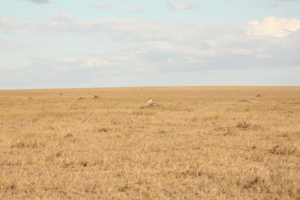 SerengetiCheeta's tweet photo. Cheetah Country. ππ
#Serengeti #EndlessPlains #CheetahsWeMonitor #Coruba #DaughterOfTiaMaria #SerengetiCheetahProject #WCS #ZSL
@SerengetiCheeta @SarahMDurant @WCSTanzania @ZSLconservation @SerengetiParkTz https://t.co/XmGWrX2VGg