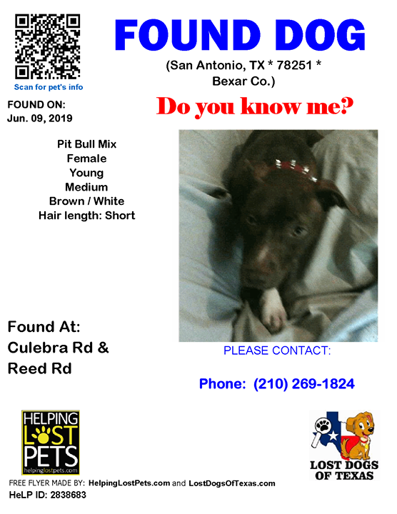 LostDogTX's tweet photo. Facebook link https://t.co/WDhDEh9f02 #Bexar #LDOT FOUND DOG Unknown 06-09-2019 https://t.co/PMs8mlJnIR Bexar Co., San Antonio (Culebra Rd &amp; Reed Rd), TX 78251. Unknown/ Female *** Mix / Pit Bull Mix *** Brown / White/ Young/ Medium/ Hair Length is Short/.

CONTACT Phone: (210… https://t.co/aorHQUa86y