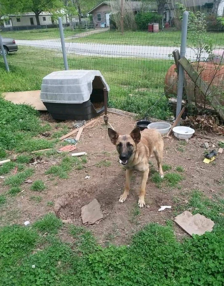 kaylamarie413's tweet photo. Another dog rescued from the chain and life in the backyard! Cleo now in #VirginiaBeach #VA #Malinois message Madison Rankin on FB or #CompassionforCanines Cleo has been freed from the backyard! YAY! Another dog freed by Robin Budins #UnchainAmerica https://t.co/kAbKZPYybq