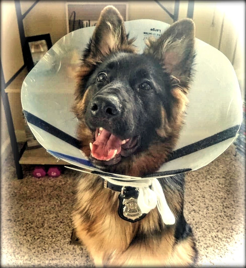 Look who is up &amp; feeling better after emergency surgery this weekend.. it's K9 Revan! Revan is one tough K9! 

#BluePawsMatter