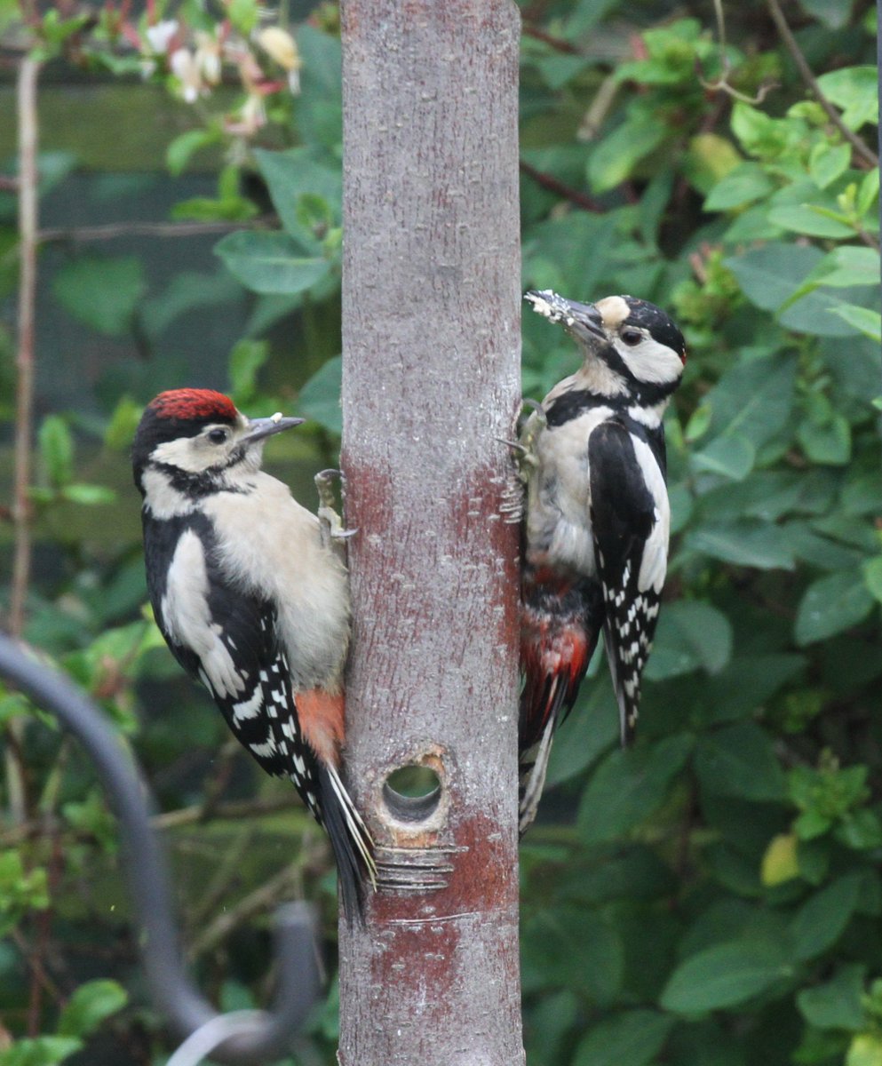 Colin Humphrey tweet media