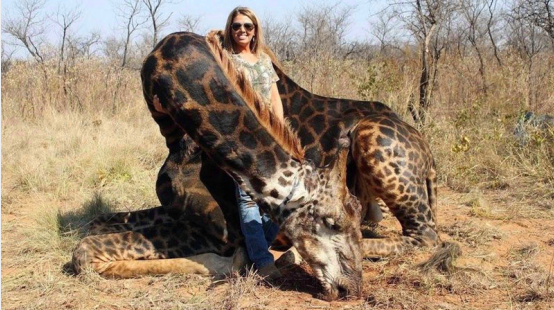TheTalkCBS's tweet photo. UP NOW: A photo of an American hunter with a slain giraffe has gone viral on the internet. https://t.co/sf0QwCjUkh