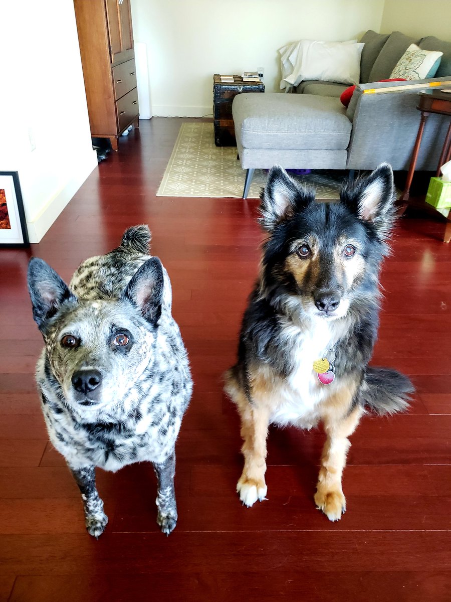 _TailsAndTrails's tweet photo. Pepper & Max all business. Walk us now! #DogCelebration #dogwalkerpdx #pdxdogwalker https://t.co/MbyNW9No97