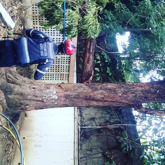Inspección de arbol ubicado en la Guarderia Gira Luna del Hospital Materno Infantil de Petare, con alto índice de riesgo trás caída de sus ramas,  que afectó el muro perimetral de la mencionada guardería. "Trabajamos para que otros Vivan"