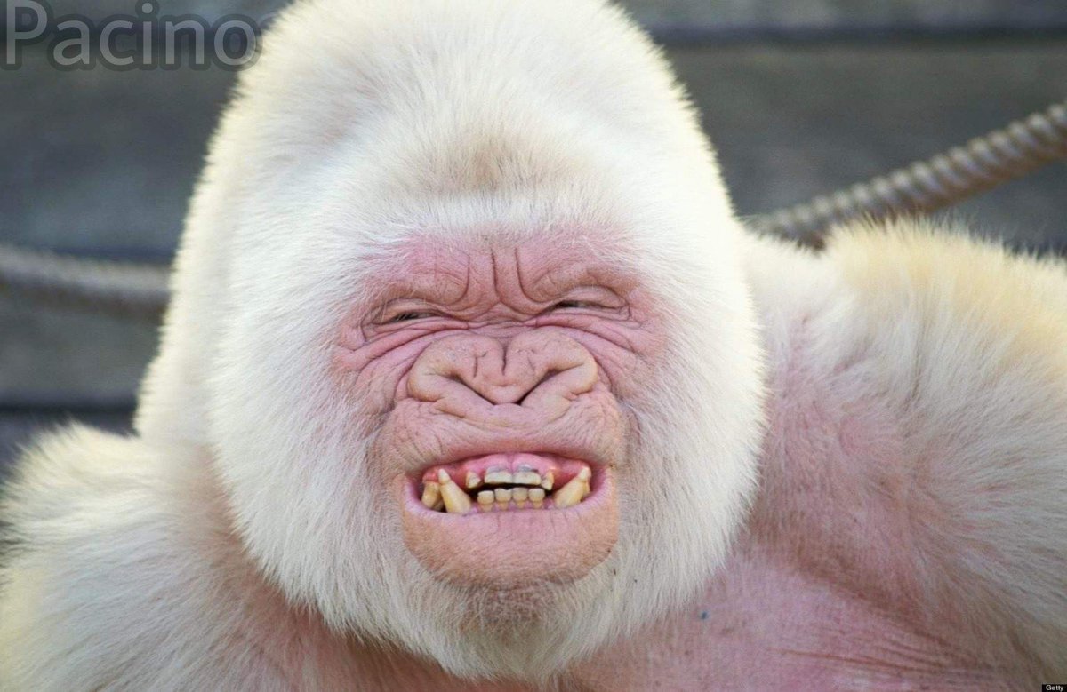 bananasonopanas's tweet photo. When the plug says "that's my favorite white boy" https://t.co/cNVH3yo4uz