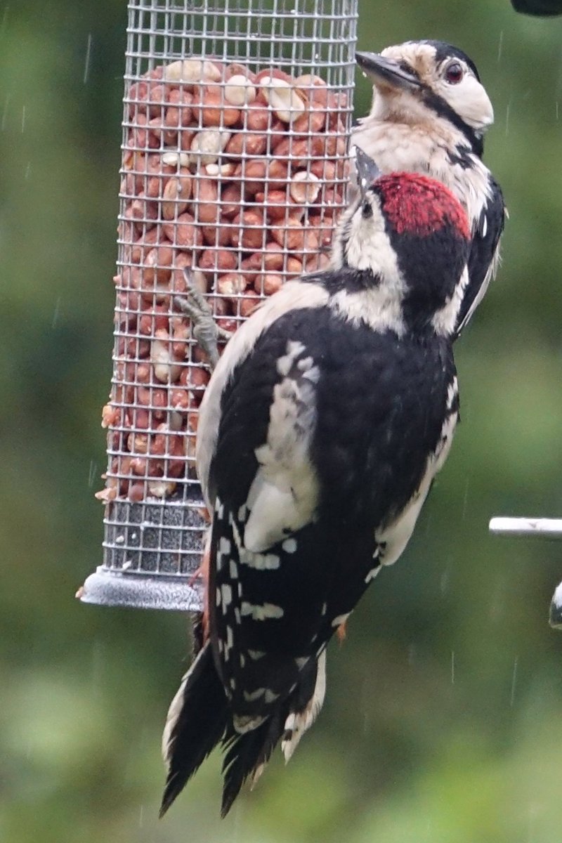 Butterfly_pics's tweet image. Come rain or shine it's always #greaterspotted #woodpecker feeding time! Mom and youngster braving the showers to grab a peanut or two earlier today. @BBCSpringwatch #Springwatch #rspbimages @Natures_Voice @ShropsWildlife