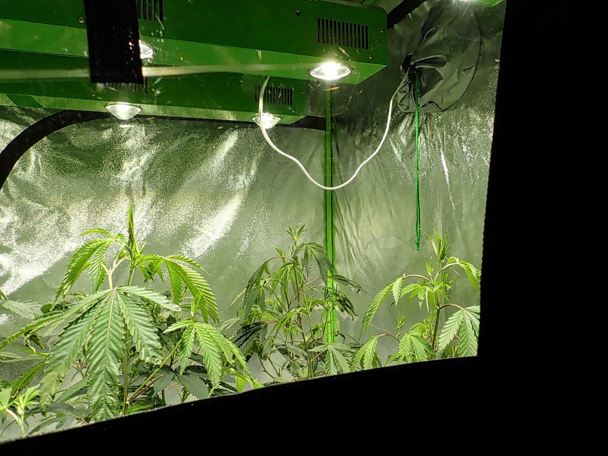 greenfusionled's tweet photo. 👨🌾👩🌾We've grown every size plant @greenfusionled 🌱🌲
&
several combinations of #greenfusionled #growlights
#hashchurch #dabbers #purging #riseandgrind #workhard #onelove #flavorbomb #dabz #detroitshatter #dewaxedshatter #dewaxed #supportyourlocaldabsmiths #bobmarley https://t.co/6kK9FDUBnh