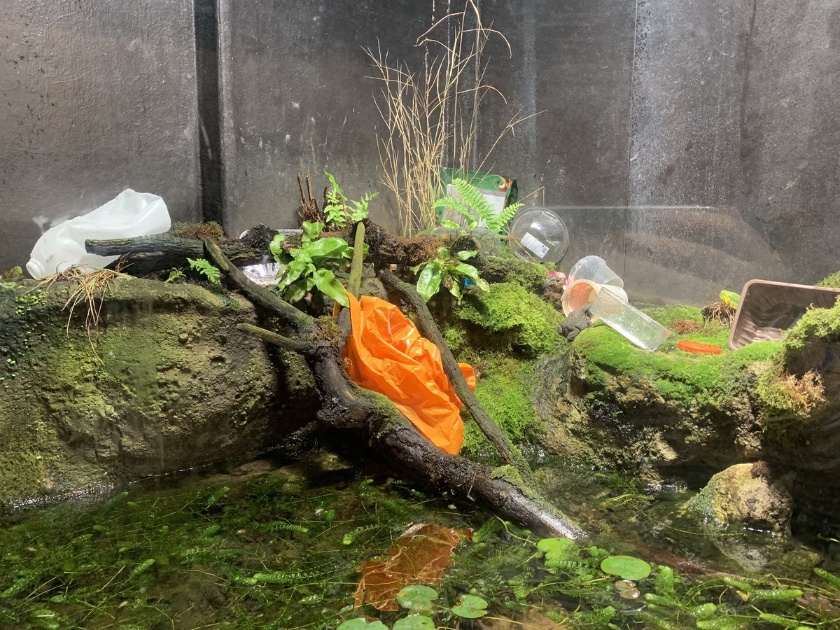 guineagibbs's tweet photo. #30DaysWild @HornimanMuseum today: shocking but effective displays in the aquarium & foyer showing us how plastic gets everywhere... #reduceplasticnow #plasticwaste #BeatPlasticPollution #readytochange https://t.co/R2sZGjJIwU