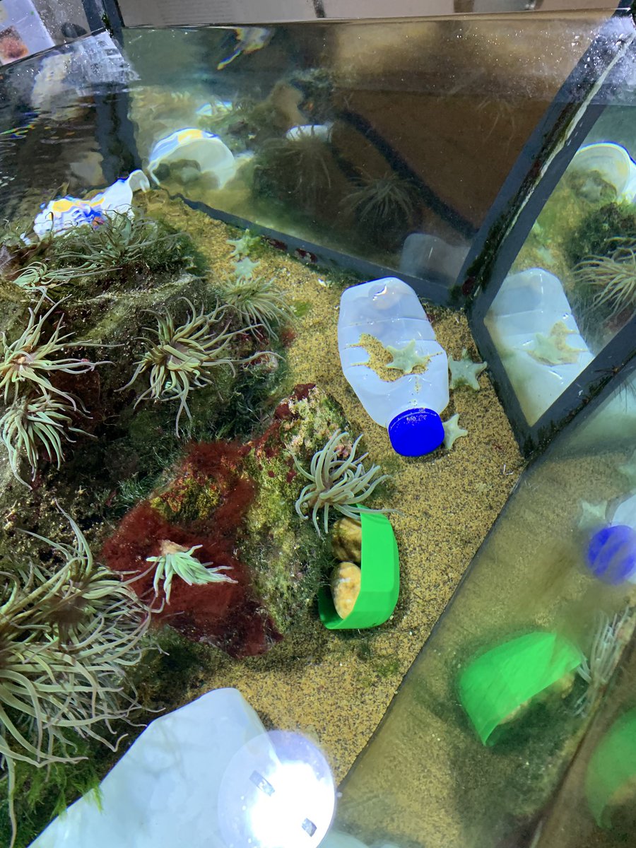 guineagibbs's tweet photo. #30DaysWild @HornimanMuseum today: shocking but effective displays in the aquarium & foyer showing us how plastic gets everywhere... #reduceplasticnow #plasticwaste #BeatPlasticPollution #readytochange https://t.co/R2sZGjJIwU