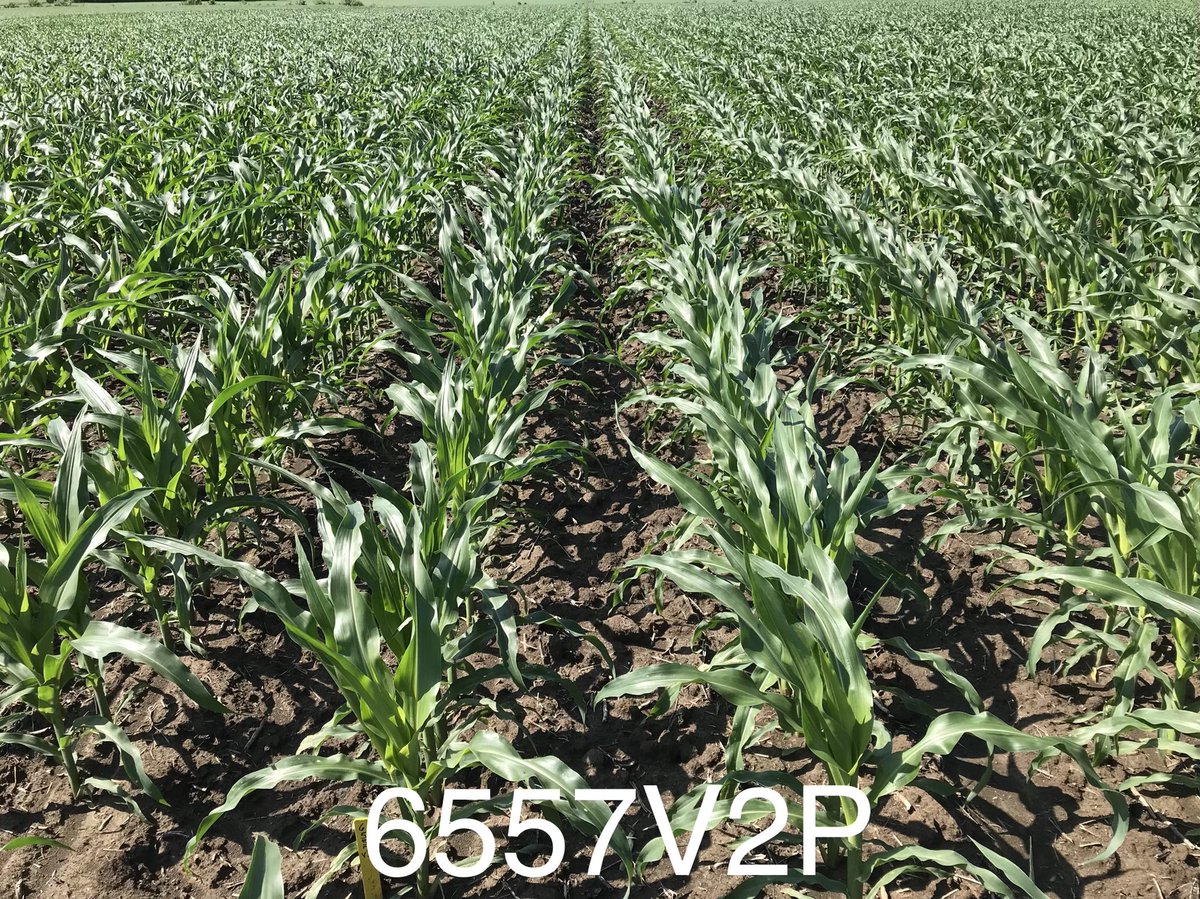 Awesome looks today from the choice trials at Benton planted 6-1 and Harrisburg planted 5-11. Watch for new video coming from both locations. The research team is working to bolster our video library to help growers with placement decisions. <a href="/BecksHybrids/">Beck's Hybrids</a> <a href="/BecksAgMO/">Beck's Missouri Agronomy</a> <a href="/BecksAgIL/">Beck's Illinois Agronomy</a>