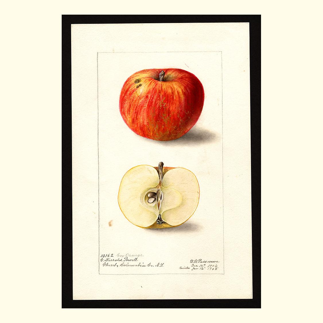 cox orange apples, painted by deborah griscom passmore, 1905