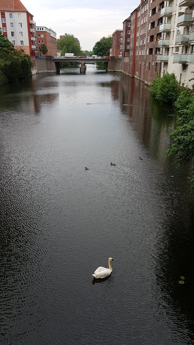 AbenteurerHH's tweet photo. Heute haben die #Alsterschwäne #HamburgHamm am Mittelkanal besucht. Wahrscheinlich war es an der Alster zu stressig. Hier ist viel entspannter. Wir haben uns über den Besuch gefreut. #Hamburg #Schwan #Mittelkanal https://t.co/n0Tc5HRoEB