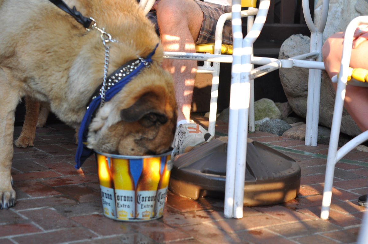 OlympicTavern's tweet photo. Great weather for our weekly #pintsforpups night on the patio. Bring a good doggo or just stop out and pet a friendly one. Special doggy menu by @CanineCrunchery (oh yeah, burgers and fries for humans are just $6 on mondays too). #ROCKFORD #rawkford @gorockford https://t.co/slOwuXbXOo