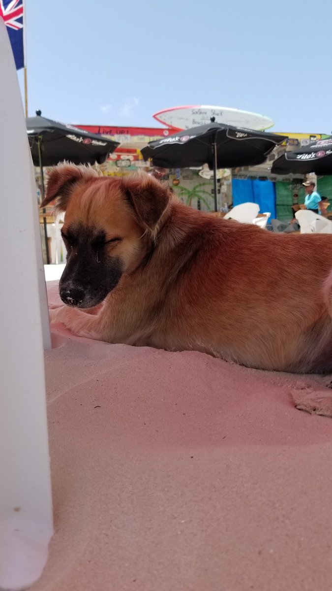 sarinastyle's tweet photo. Monday's not so bad when you're at the @SunShineShack_  JustinTime cocktails and bbq chicken and ribs.  Best place on #anguilla. See you Wednesday! #imnotcominghome https://t.co/uz72YNXy6O