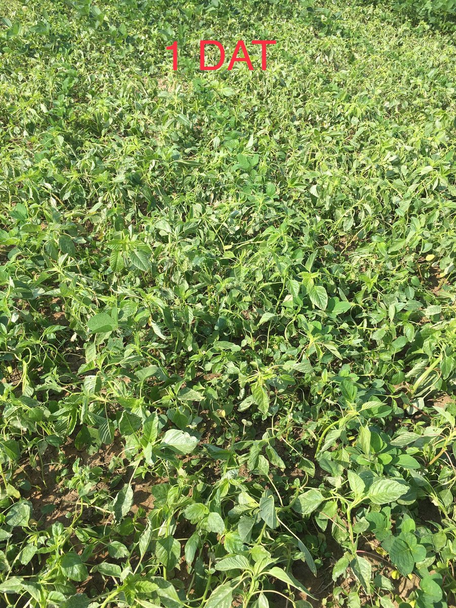 JasonRudick's tweet photo. Pioneer Enlist E3 soybeans give growers the tools and flexibility to make tank mixes to take back the farm.  This was an application on glyphosate and ppo resistant pigweed that had a mix of gly, Liberty, and Enlist One.  #takebackthefarm ⁦@PioneerSeeds⁩ ⁦@CortevaUS⁩ https://t.co/Y2peZy1Brw