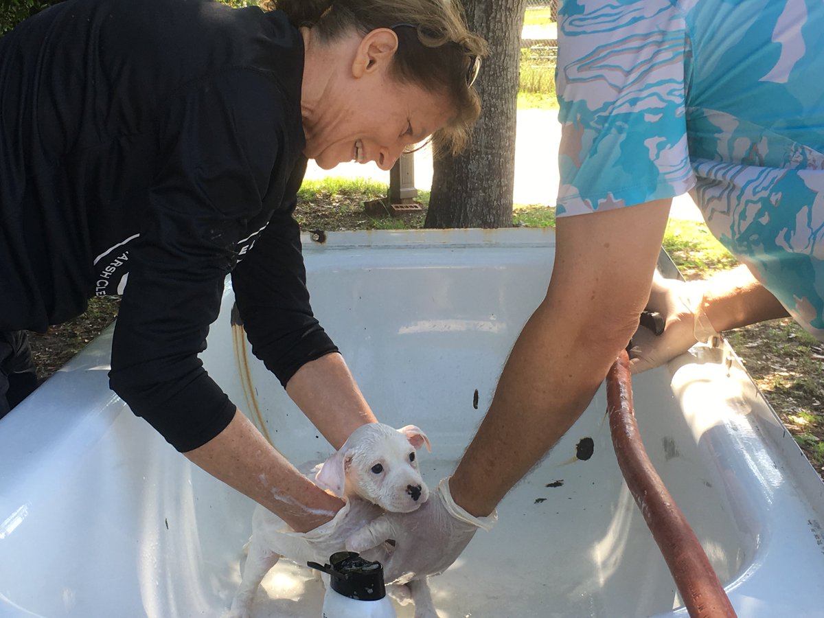 SaltmarshCPA's tweet photo. We've made it past the halfway point towards 1,944 community service hours! Read about the projects our #SaltmarshFamily contributed to in May that brought us even closer to our goal: https://t.co/Ch9cAOkZVn #saltmarsh75 https://t.co/gSMolfkEiM