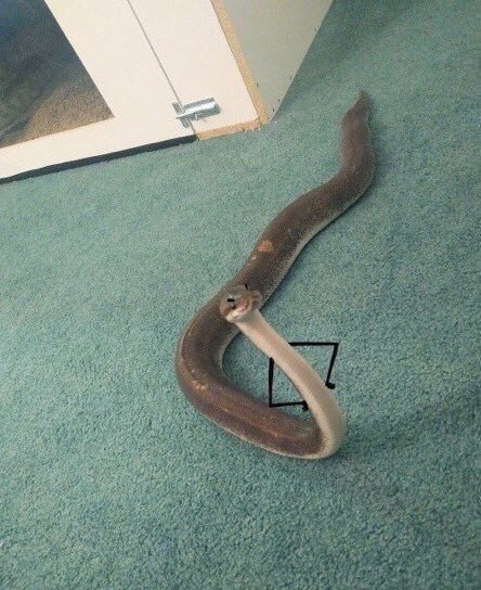 Kdot_2020's tweet photo. No one: 

Not a single soul:

A snake ass nigga: You really think I’m out here tryna snake you??! https://t.co/3STPVdhwKo